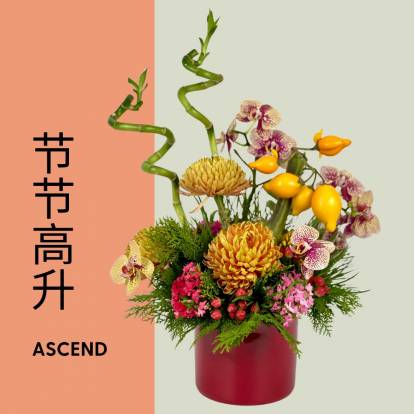 节节高升 - Ascend