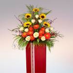 Congratulatory Collection